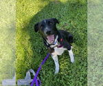 Small #2 Mutt