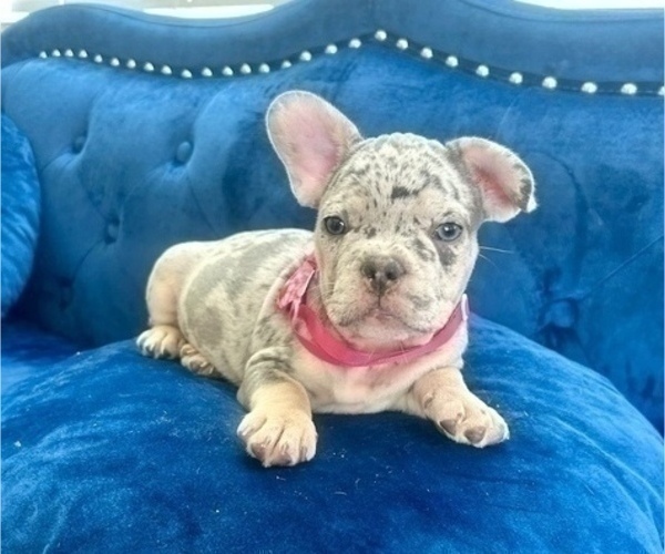 Medium Photo #3 French Bulldog Puppy For Sale in MORENO VALLEY, CA, USA