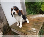 Puppy 2 Beagle