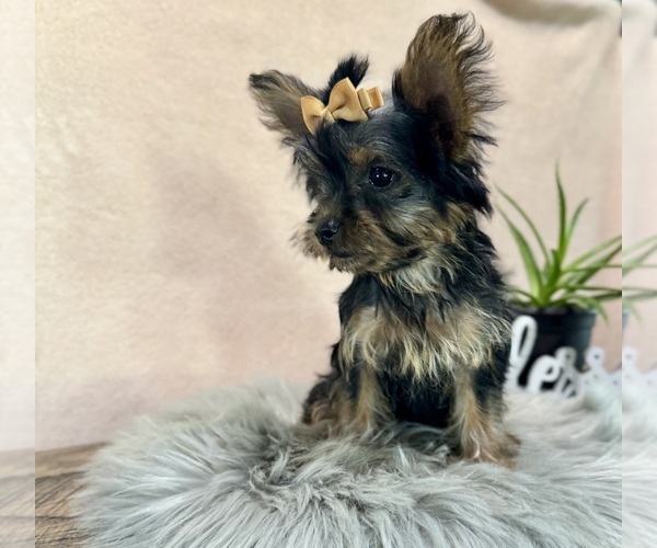 Medium Photo #2 YorkiePoo Puppy For Sale in NAPPANEE, IN, USA