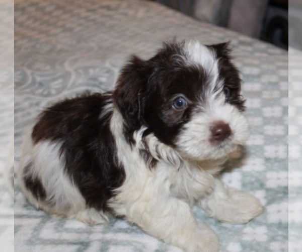 Medium Photo #1 Havanese Puppy For Sale in THAYER, KS, USA