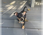 Small Photo #3 Chipin Puppy For Sale in Shermans Dale, PA, USA