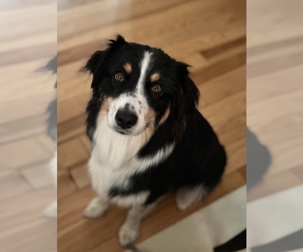 Medium Photo #1 Australian Shepherd Puppy For Sale in ROCHESTER, NH, USA