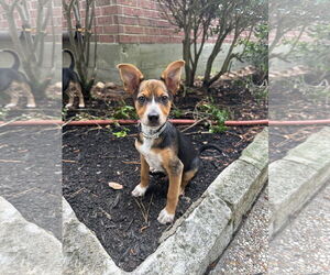 Dachshund-Unknown Mix Dogs for adoption in The Woodlands, TX, USA