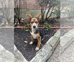 Small Dachshund Mix