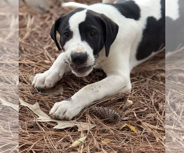 Medium Photo #3 Labrador Retriever-Unknown Mix Puppy For Sale in Rockaway, NJ, USA
