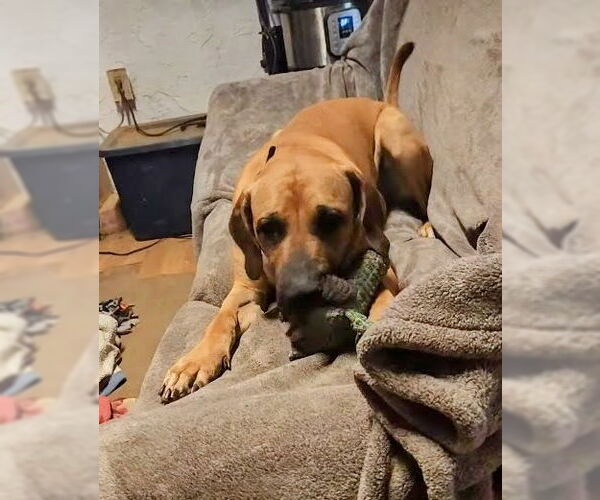 Medium Photo #13 Brazilian Mastiff Puppy For Sale in Jasper, AL, USA