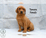 Small #1 Labrador Retriever