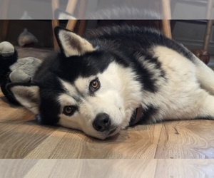 Father of the Siberian Husky puppies born on 08/29/2025