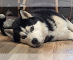 Small Photo #1 Siberian Husky Puppy For Sale in PORTLAND, OR, USA