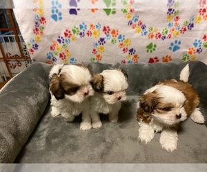 Shih Tzu Puppy for sale in UNIONTOWN, PA, USA