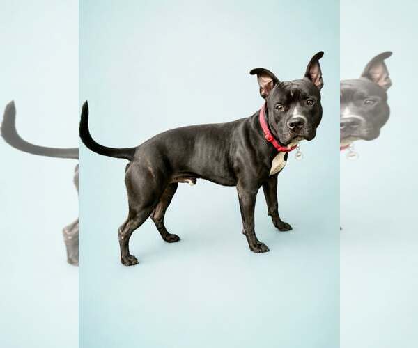 Medium Photo #5 Mutt Puppy For Sale in Rockville, MD, USA