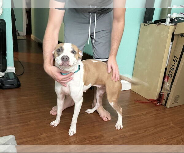 Medium Photo #1 Mutt Puppy For Sale in Miami, FL, USA