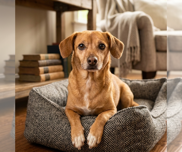 Medium Photo #2 Dachshund-Unknown Mix Puppy For Sale in Vail, AZ, USA