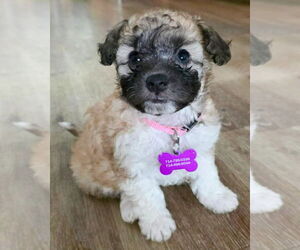 Poodle (Miniature) Dogs for adoption in Corona, CA, USA