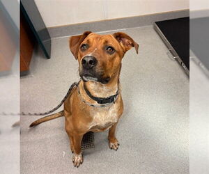 American Pit Bull Terrier Dogs for adoption in Rancho Cucamonga, CA, USA