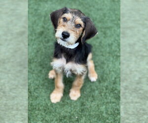 Mutt Dogs for adoption in PIPE CREEK, TX, USA