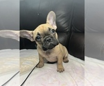 Small Photo #8 French Bulldog Puppy For Sale in CHESAPEAKE, VA, USA
