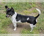 Small #4 Rat Terrier