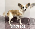 Small Papillon