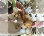 Small #9 Great Pyrenees Mix