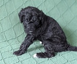 Small #2 Bordoodle-Poodle (Standard) Mix