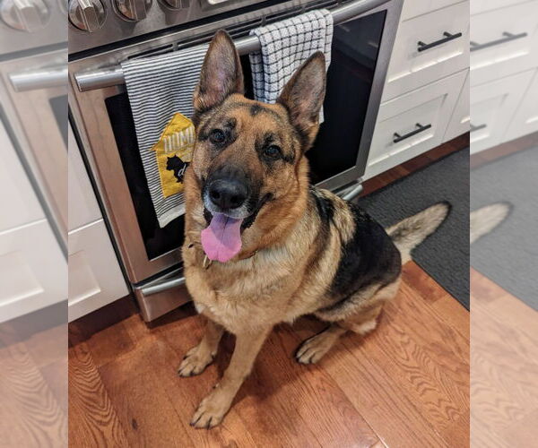Medium Photo #4 German Shepherd Dog Puppy For Sale in Salt Lake City, UT, USA