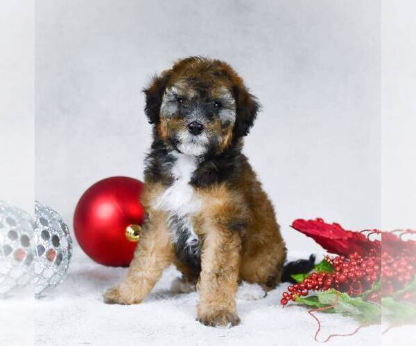 Medium Photo #7 Bernedoodle-Poodle (Miniature) Mix Puppy For Sale in DALTON, OH, USA