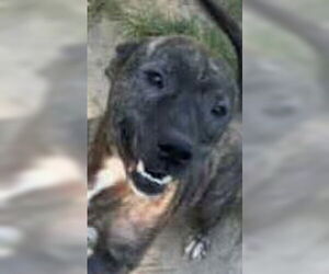 Boxador Dogs for adoption in Orangeburg, SC, USA