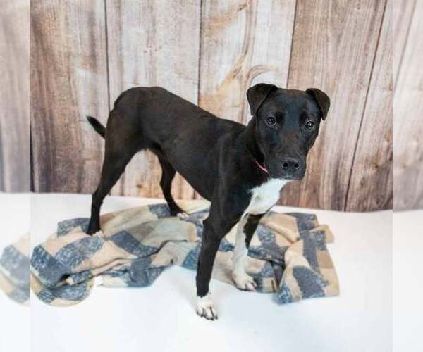 Medium Photo #4 Borador Puppy For Sale in Kennesaw, GA, USA