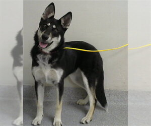 Siberian Husky-Unknown Mix Dogs for adoption in Pasadena, TX, USA
