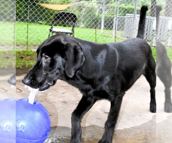 Medium Photo #7 Mutt Puppy For Sale in Houston, TX, USA