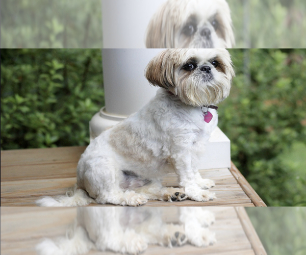 Medium Photo #1 Mal-Shi Puppy For Sale in DINWIDDIE, VA, USA
