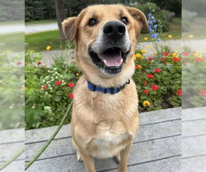 Huskies -Unknown Mix Dogs for adoption in Anchorage, AK, USA