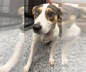Rat Terrier-Unknown Mix Dogs for adoption in Rosenberg, TX, USA