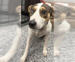 Small Rat Terrier Mix