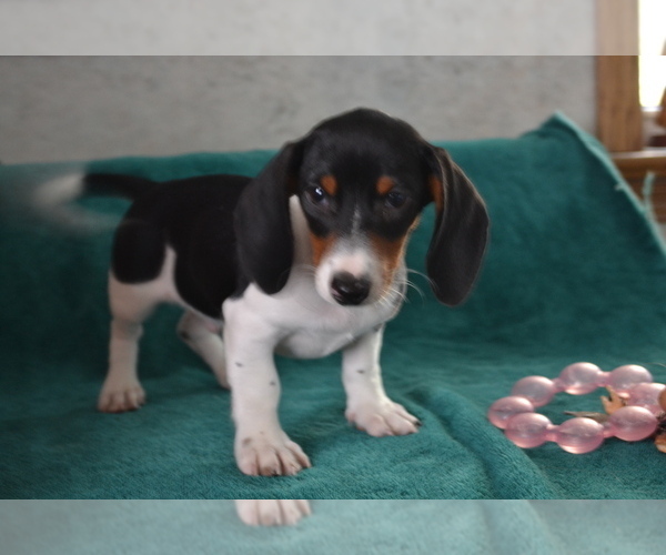 Medium Photo #2 Dachshund Puppy For Sale in GREENWOOD, WI, USA