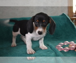 Small #1 Dachshund
