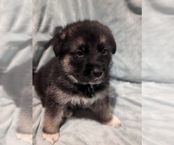 View Ad German Shepherd DogGreat Pyrenees Mix Litter of Puppies for