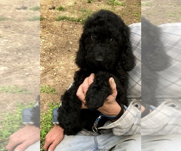 Medium Photo #2 Double Doodle Puppy For Sale in MAGNOLIA, TX, USA