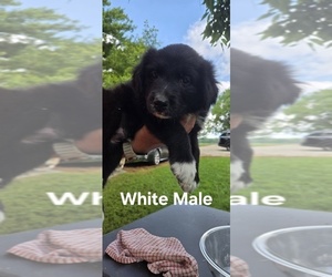 Medium English Shepherd