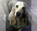 Small #2 Basset Hound