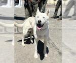 Small Siberian Husky