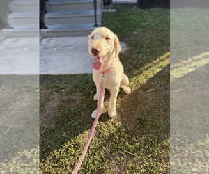 Mother of the Goldendoodle puppies born on 08/01/2023