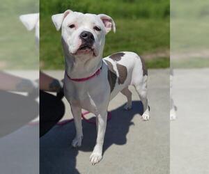 American Staffordshire Terrier Dogs for adoption in Canfield, OH, USA