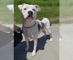 Small American Staffordshire Terrier