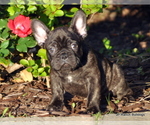 Small Photo #8 French Bulldog Puppy For Sale in ROYSE CITY, TX, USA
