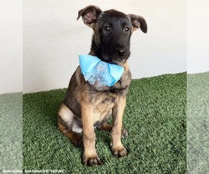 Claire - Female German Shepherd Dog-Unknown Mix Dog for Adoption - Photo #3