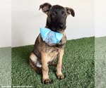 Small #2 German Shepherd Dog Mix