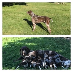 German Shorthaired Pointer Puppy for sale in WHEELING, IL, USA
